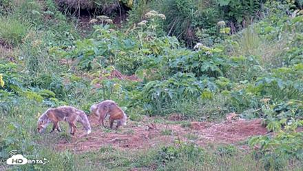 Kodiak Alaska Brown Bears Live Webcam - Aug 1, 2026, 8:25pm AKDT