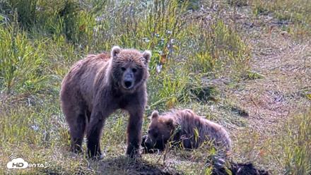 Kodiak Alaska Brown Bears Live Webcam - Aug 1, 2026, 12:02pm AKDT