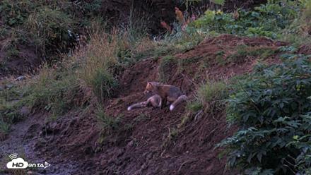 Kodiak Alaska Brown Bears Live Webcam - Aug 12, 2026, 6:33am AKDT