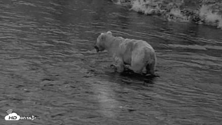 Kodiak Alaska Brown Bears Live Webcam - Aug 11, 2026, 6:19am AKDT