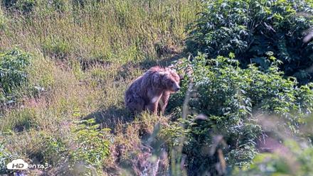Kodiak Alaska Brown Bears Live Webcam - Jul 30, 2026, 6:02pm AKDT