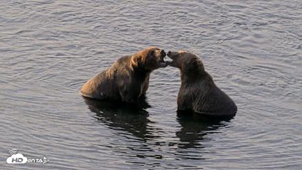 Kodiak Alaska Brown Bears Live Webcam - Aug 8, 2026, 9:28am AKDT