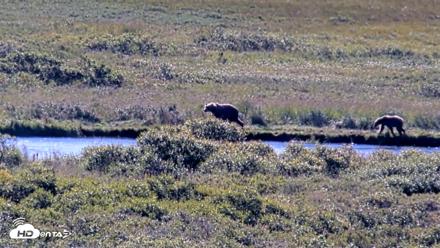 Kodiak Alaska Brown Bears Live Webcam - Aug 23, 2026, 10:41am AKDT