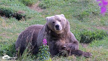 Kodiak Alaska Brown Bears Live Webcam - Aug 22, 2026, 2:31pm AKDT