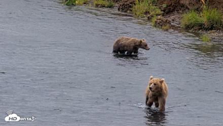 Kodiak Alaska Brown Bears Live Webcam - Aug 10, 2026, 11:58am AKDT
