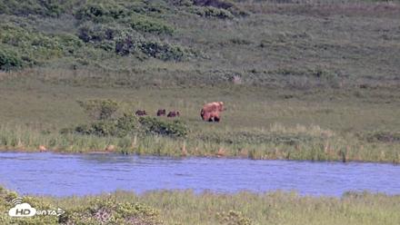 Kodiak Alaska Brown Bears Live Webcam - Jul 25, 2026, 6:59pm AKDT
