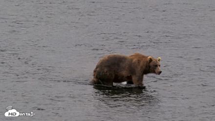 Kodiak Alaska Brown Bears Live Webcam - Aug 12, 2026, 7:36am AKDT
