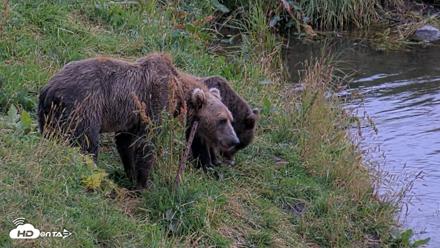 Kodiak Alaska Brown Bears Live Webcam - Aug 20, 2026, 8:40pm AKDT
