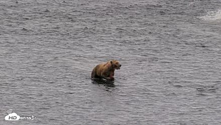 Kodiak Alaska Brown Bears Live Webcam - Aug 6, 2026, 10:58am AKDT