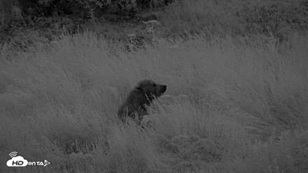Kodiak Alaska Brown Bears Live Webcam - Jul 27, 2026, 11:21pm AKDT