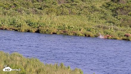 Kodiak Alaska Brown Bears Live Webcam - Jul 25, 2026, 6:55pm AKDT
