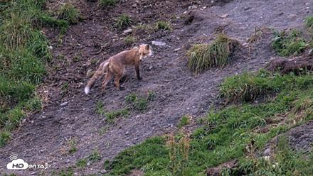 Kodiak Alaska Brown Bears Live Webcam - Aug 18, 2026, 9:32pm AKDT