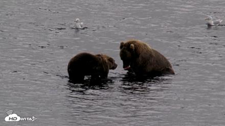 Kodiak Alaska Brown Bears Live Webcam - Aug 17, 2026, 5:55pm AKDT