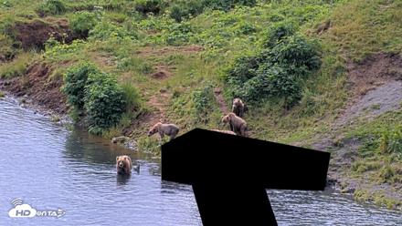 Kodiak Alaska Brown Bears Live Webcam - Aug 2, 2026, 12:43pm AKDT