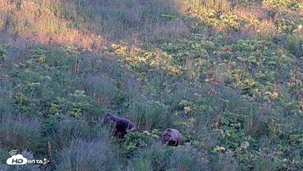 Kodiak Alaska Brown Bears Live Webcam - Aug 26, 2026, 8:42pm AKDT