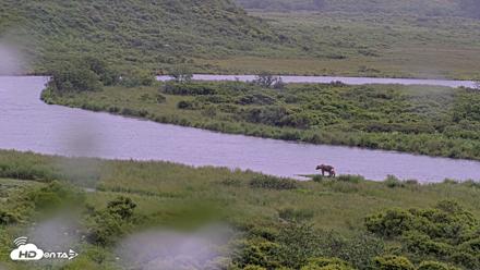 Kodiak Alaska Brown Bears Live Webcam - Jul 21, 2026, 3:43pm AKDT