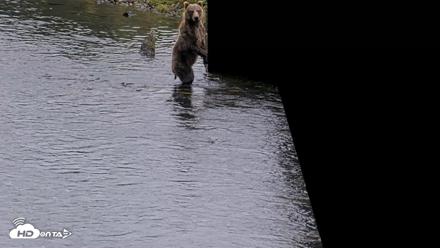 Kodiak Alaska Brown Bears Live Webcam - Aug 17, 2026, 4:07pm AKDT