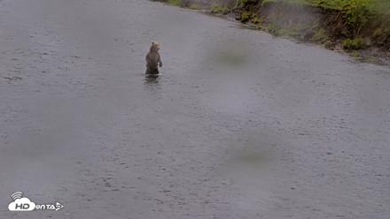 Kodiak Alaska Brown Bears Live Webcam - Aug 12, 2026, 4:34pm AKDT