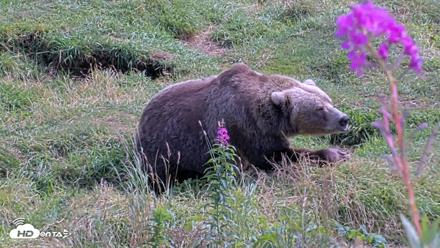 Kodiak Alaska Brown Bears Live Webcam - Aug 22, 2026, 2:21pm AKDT