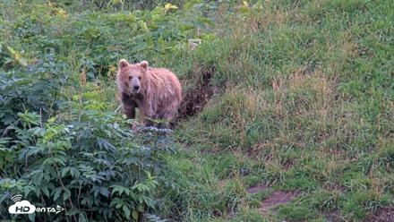 Kodiak Alaska Brown Bears Live Webcam - Aug 14, 2026, 8:24pm AKDT