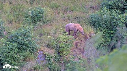 Kodiak Alaska Brown Bears Live Webcam - Jul 28, 2026, 9:44pm AKDT