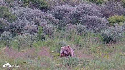 Kodiak Alaska Brown Bears Live Webcam - Aug 10, 2026, 7:24pm AKDT