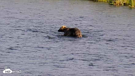 Kodiak Alaska Brown Bears Live Webcam - Jul 25, 2026, 6:53pm AKDT
