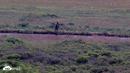 Kodiak Alaska Brown Bears Live Webcam - Aug 17, 2026, 5:05pm AKDT