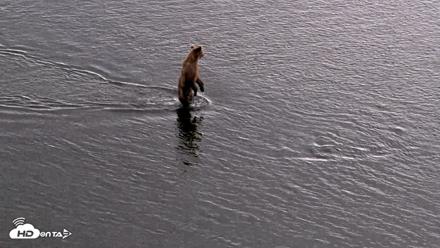 Kodiak Alaska Brown Bears Live Webcam - Aug 20, 2026, 6:21pm AKDT