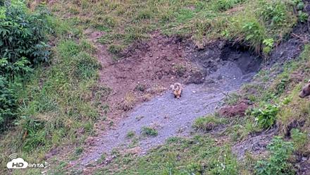 Kodiak Alaska Brown Bears Live Webcam - Aug 2, 2026, 9:29pm AKDT