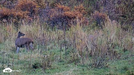 Kodiak Alaska Brown Bears Live Webcam - Oct 8, 2026, 7:01pm AKDT