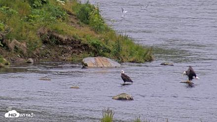 Kodiak Alaska Brown Bears Live Webcam - Aug 4, 2026, 8:26pm AKDT