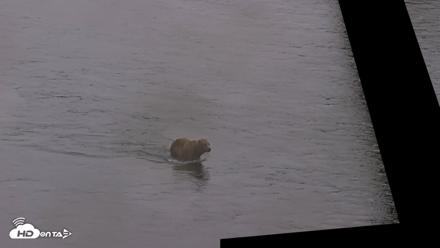 Kodiak Alaska Brown Bears Live Webcam - Aug 4, 2026, 7:17am AKDT