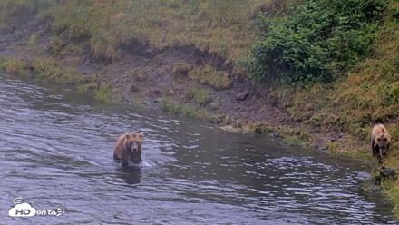 Kodiak Alaska Brown Bears Live Webcam - Aug 4, 2026, 7:10am AKDT