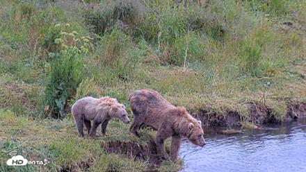 Kodiak Alaska Brown Bears Live Webcam - Aug 4, 2026, 4:58pm AKDT