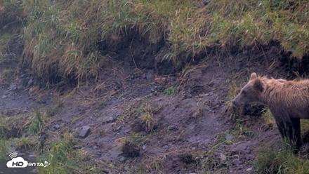 Kodiak Alaska Brown Bears Live Webcam - Aug 4, 2026, 7:11am AKDT
