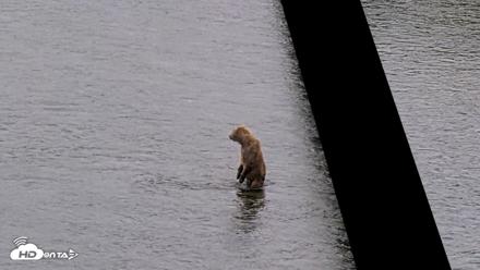 Kodiak Alaska Brown Bears Live Webcam - Jul 19, 2026, 2:38pm AKDT