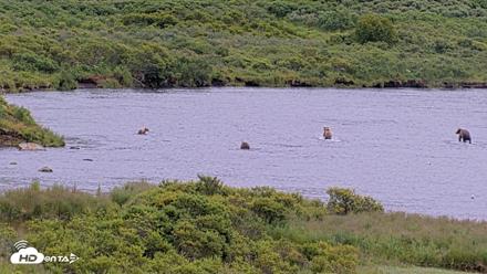 Kodiak Alaska Brown Bears Live Webcam - Aug 7, 2026, 1:08pm AKDT