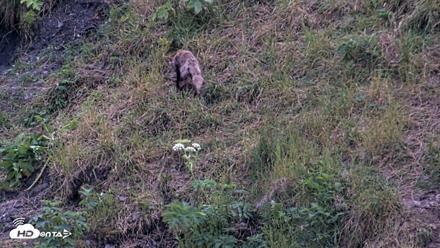 Kodiak Alaska Brown Bears Live Webcam - Aug 2, 2026, 10:35pm AKDT