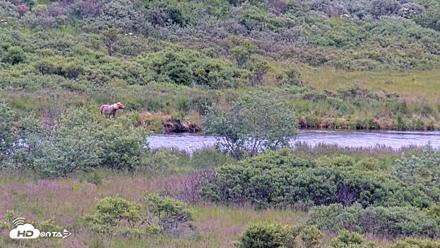 Kodiak Alaska Brown Bears Live Webcam - Aug 3, 2026, 10:51am AKDT