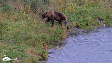 Kodiak Alaska Brown Bears Live Webcam - Aug 20, 2026, 7:31pm AKDT