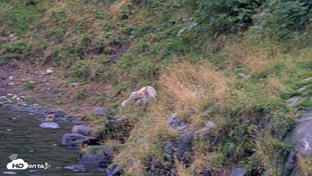 Kodiak Alaska Brown Bears Live Webcam - Aug 20, 2026, 8:11pm AKDT