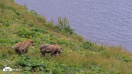 Kodiak Alaska Brown Bears Live Webcam - Aug 7, 2026, 5:28pm AKDT