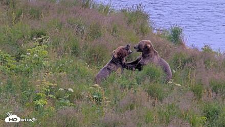 Kodiak Alaska Brown Bears Live Webcam - Aug 9, 2026, 4:38pm AKDT