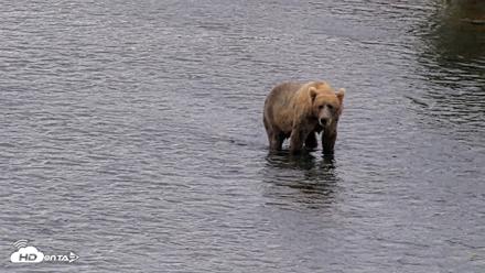 Kodiak Alaska Brown Bears Live Webcam - Aug 13, 2026, 11:46am AKDT