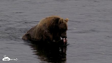Kodiak Alaska Brown Bears Live Webcam - Aug 17, 2026, 5:46pm AKDT