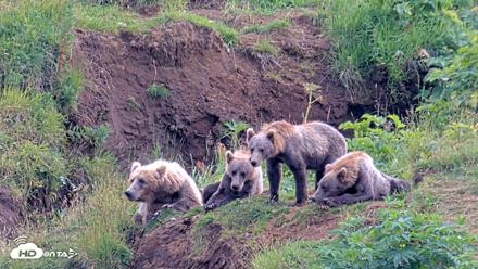 Kodiak Alaska Brown Bears Live Webcam - Aug 9, 2026, 4:23pm AKDT