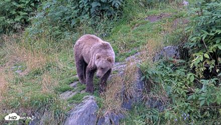 Kodiak Alaska Brown Bears Live Webcam - Aug 19, 2026, 5:47pm AKDT