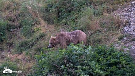 Kodiak Alaska Brown Bears Live Webcam - Aug 7, 2026, 10:03pm AKDT