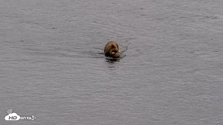Kodiak Alaska Brown Bears Live Webcam - Aug 19, 2026, 3:41pm AKDT